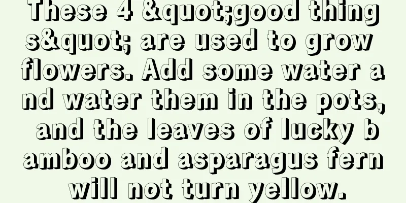 These 4 "good things" are used to grow flowers. Add some water and water them in the pots, and the leaves of lucky bamboo and asparagus fern will not turn yellow.