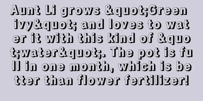 Aunt Li grows "Green ivy" and loves to water it with this kind of "water". The pot is full in one month, which is better than flower fertilizer!