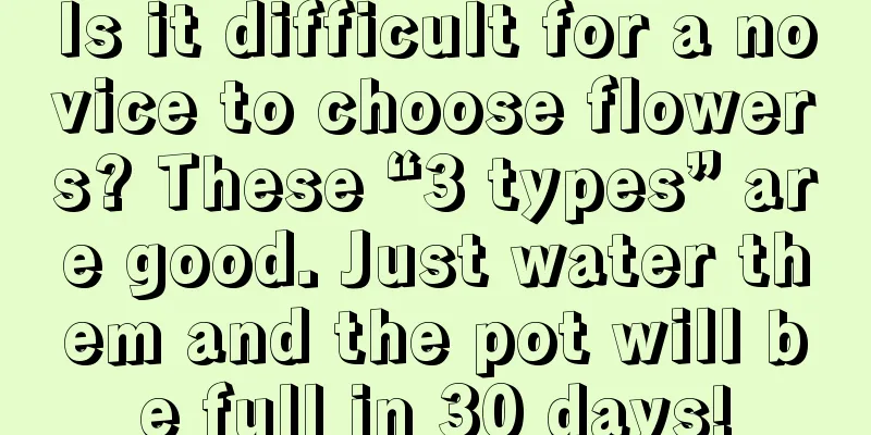 Is it difficult for a novice to choose flowers? These “3 types” are good. Just water them and the pot will be full in 30 days!