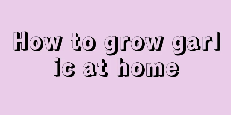 How to grow garlic at home