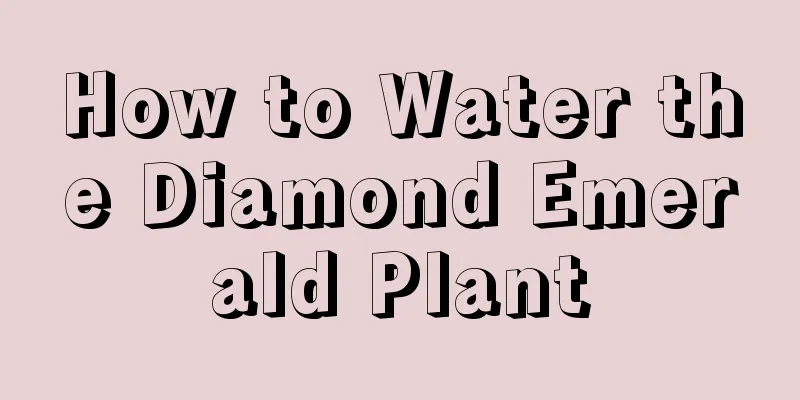 How to Water the Diamond Emerald Plant