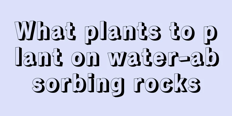 What plants to plant on water-absorbing rocks