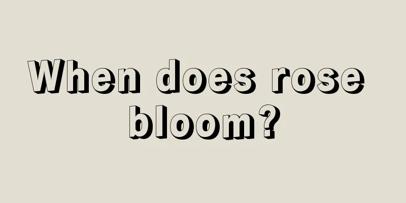 When does rose bloom?