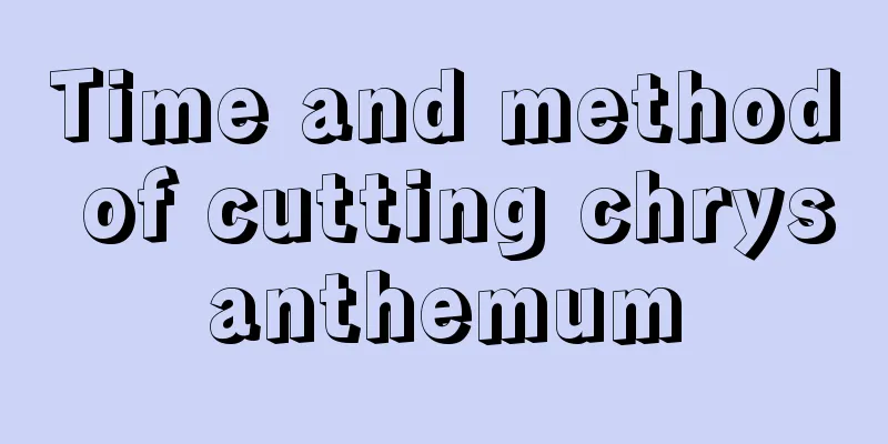 Time and method of cutting chrysanthemum