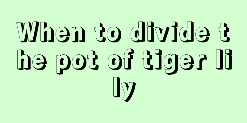 When to divide the pot of tiger lily