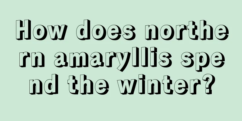 How does northern amaryllis spend the winter?