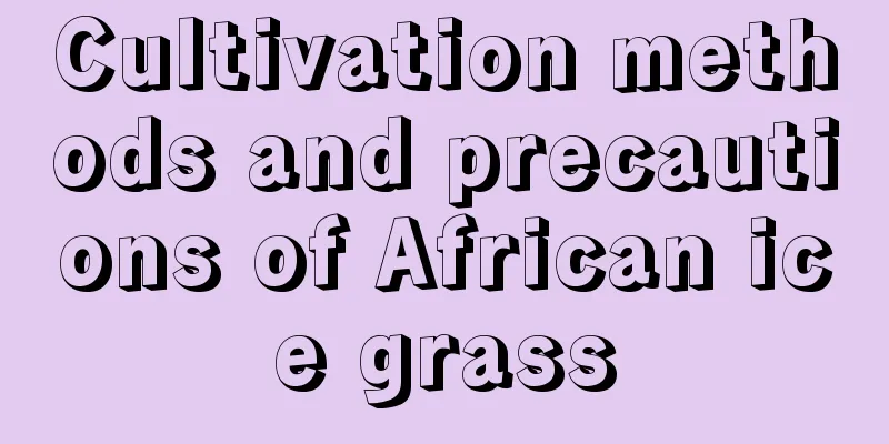 Cultivation methods and precautions of African ice grass