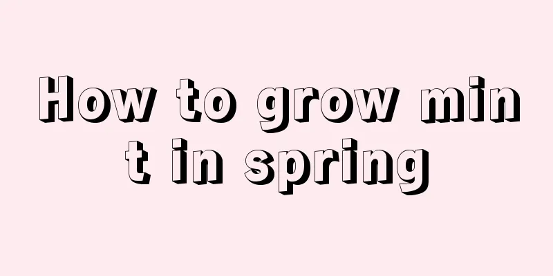 How to grow mint in spring