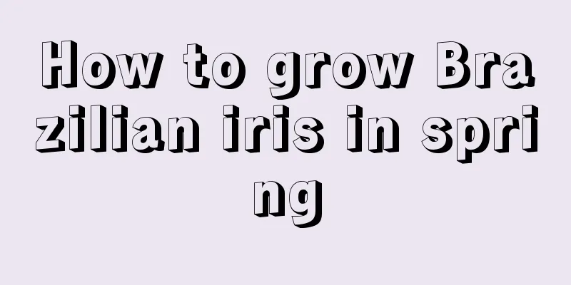 How to grow Brazilian iris in spring