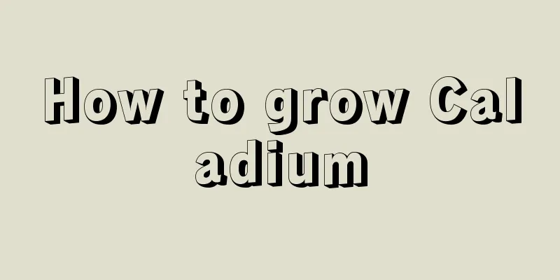 How to grow Caladium