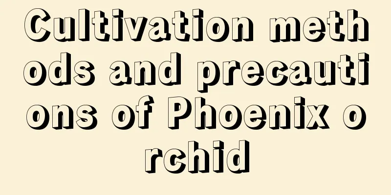 Cultivation methods and precautions of Phoenix orchid