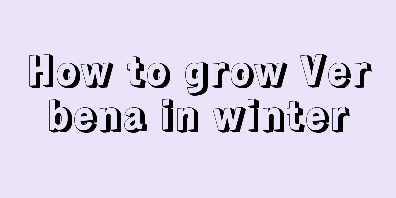 How to grow Verbena in winter