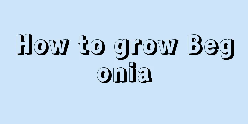 How to grow Begonia