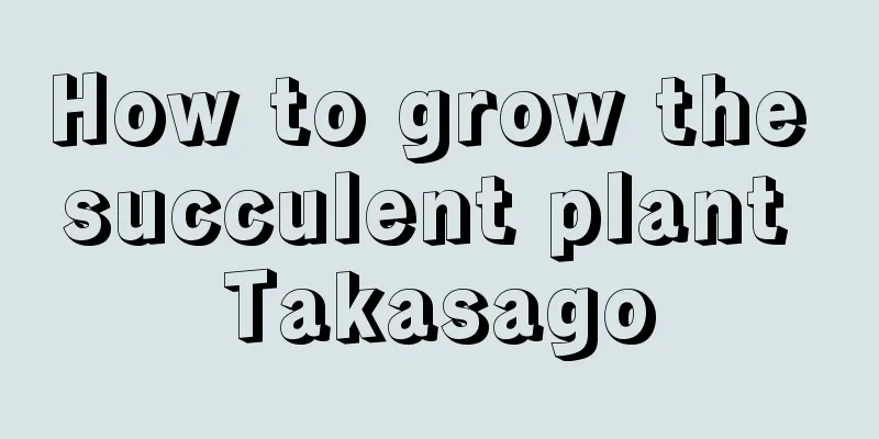 How to grow the succulent plant Takasago