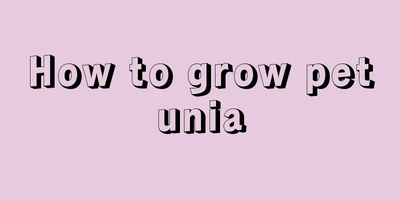 How to grow petunia