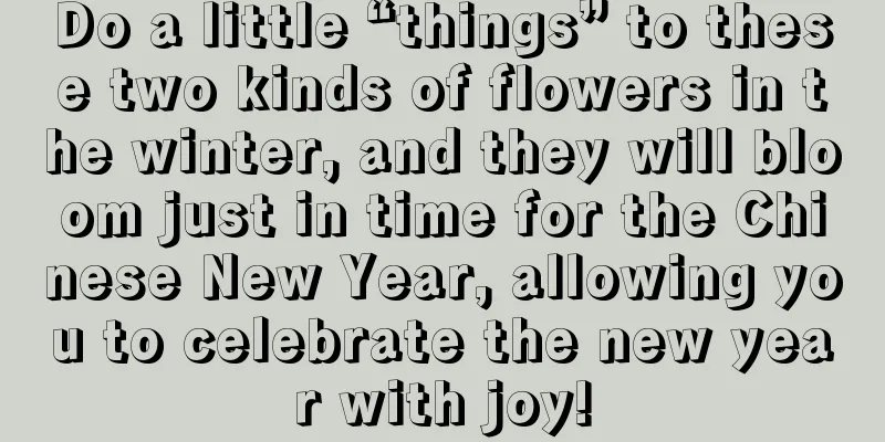 Do a little “things” to these two kinds of flowers in the winter, and they will bloom just in time for the Chinese New Year, allowing you to celebrate the new year with joy!