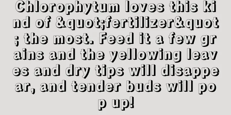 Chlorophytum loves this kind of "fertilizer" the most. Feed it a few grains and the yellowing leaves and dry tips will disappear, and tender buds will pop up!