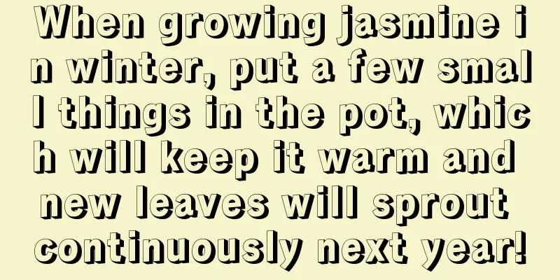 When growing jasmine in winter, put a few small things in the pot, which will keep it warm and new leaves will sprout continuously next year!