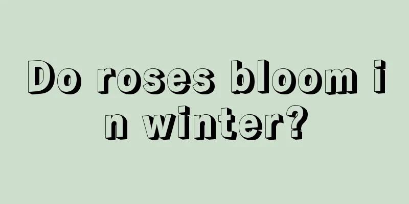 Do roses bloom in winter?