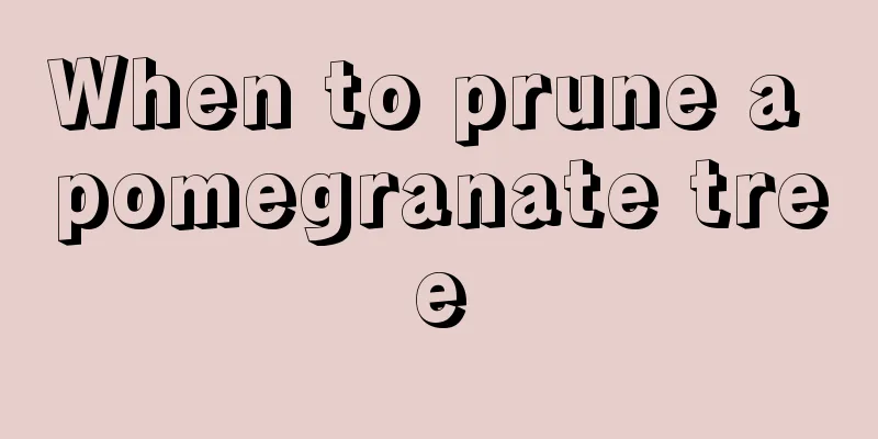 When to prune a pomegranate tree