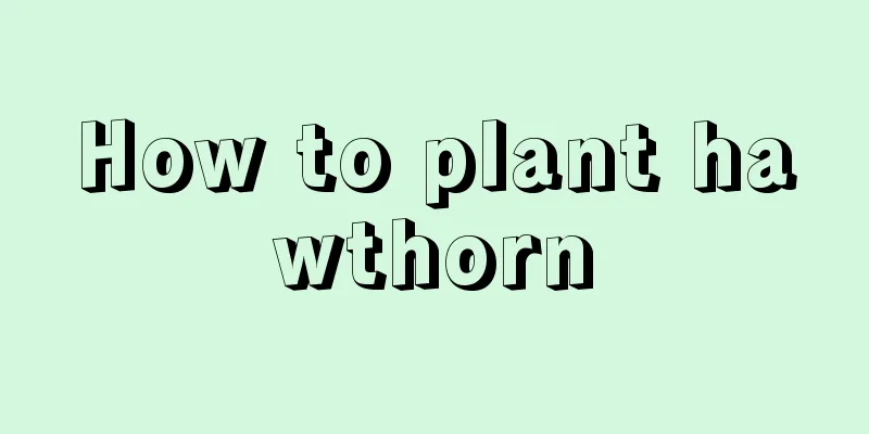 How to plant hawthorn