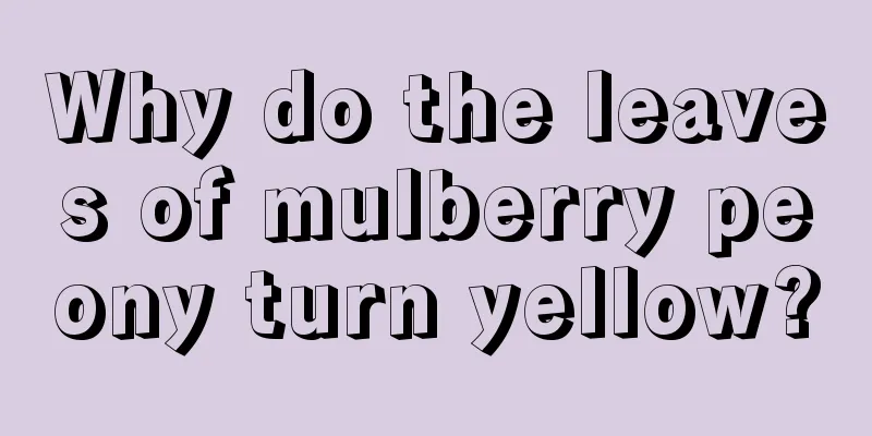 Why do the leaves of mulberry peony turn yellow?