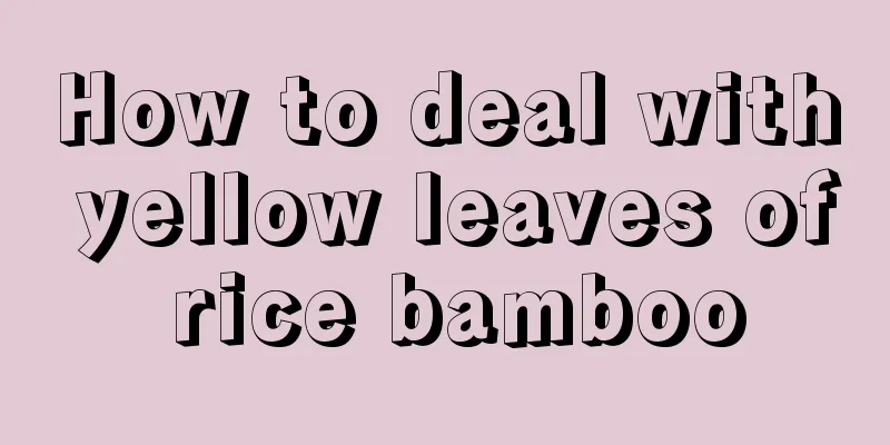 How to deal with yellow leaves of rice bamboo