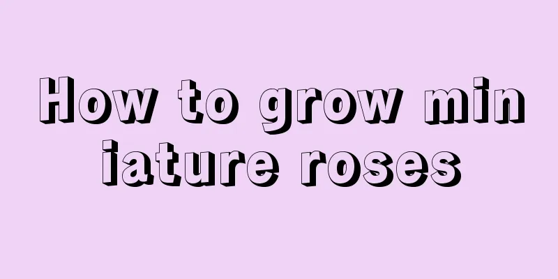 How to grow miniature roses