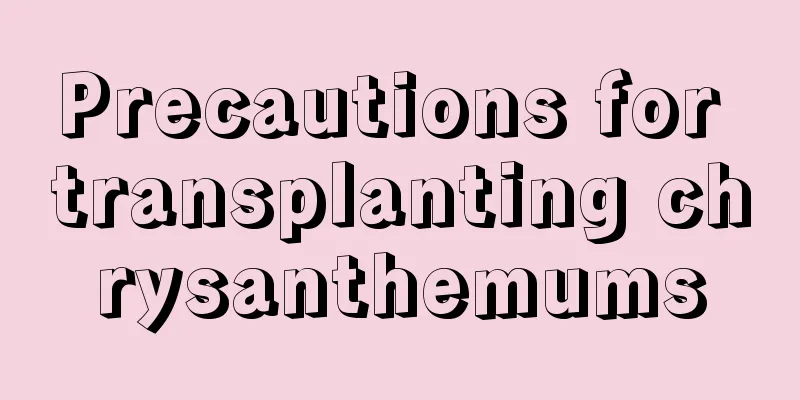 Precautions for transplanting chrysanthemums