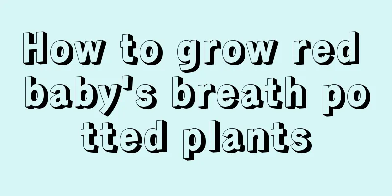 How to grow red baby's breath potted plants