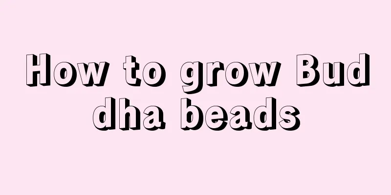 How to grow Buddha beads