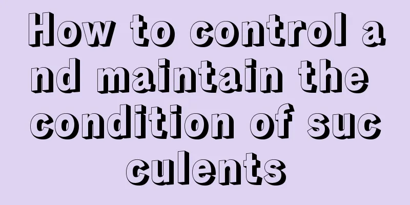 How to control and maintain the condition of succulents