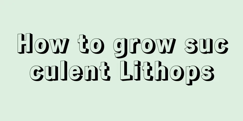 How to grow succulent Lithops