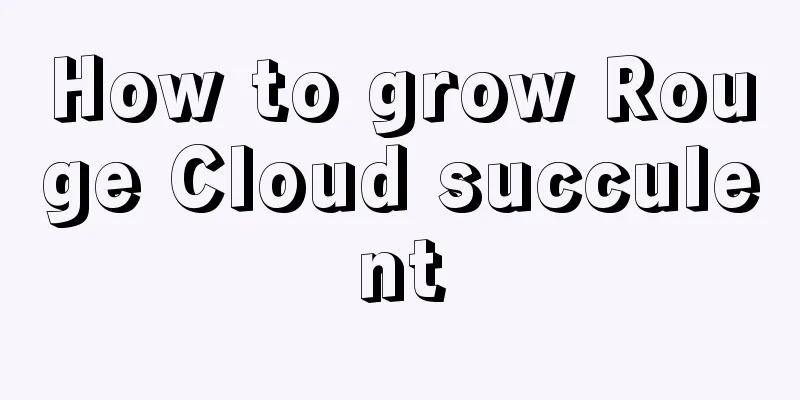 How to grow Rouge Cloud succulent