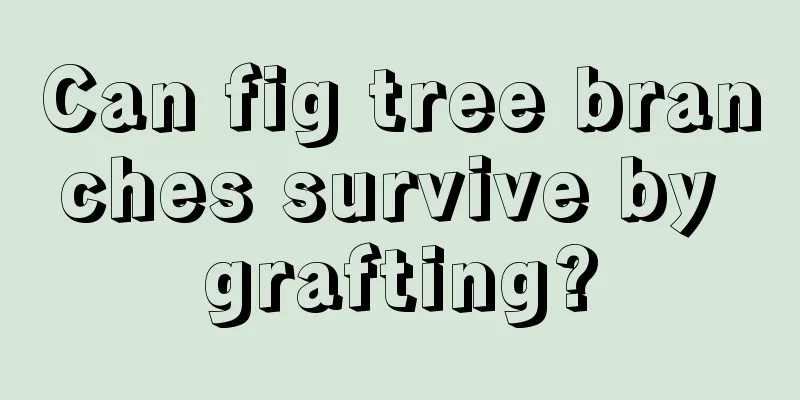 Can fig tree branches survive by grafting?