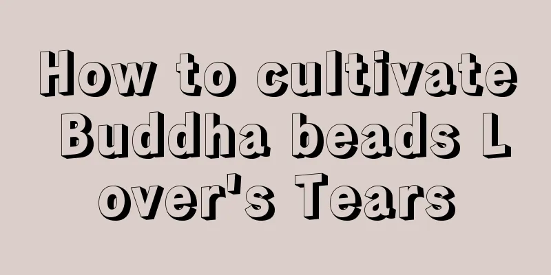 How to cultivate Buddha beads Lover's Tears