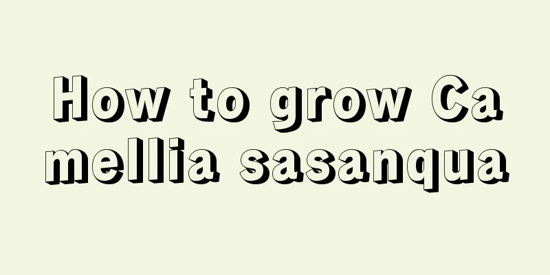 How to grow Camellia sasanqua