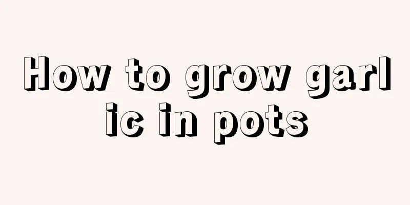 How to grow garlic in pots