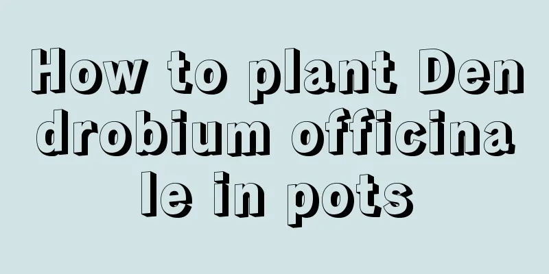 How to plant Dendrobium officinale in pots