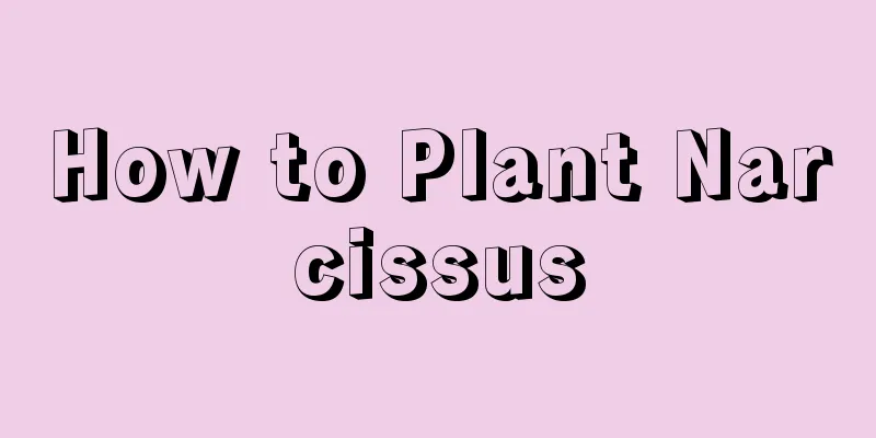 How to Plant Narcissus