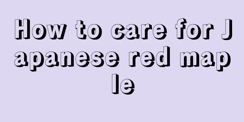 How to care for Japanese red maple