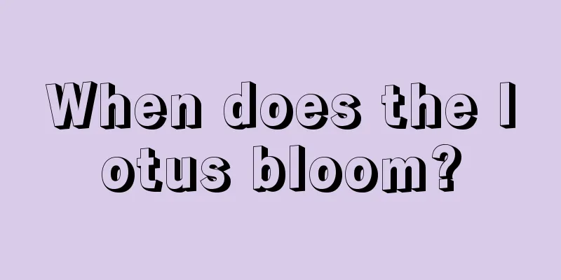 When does the lotus bloom?