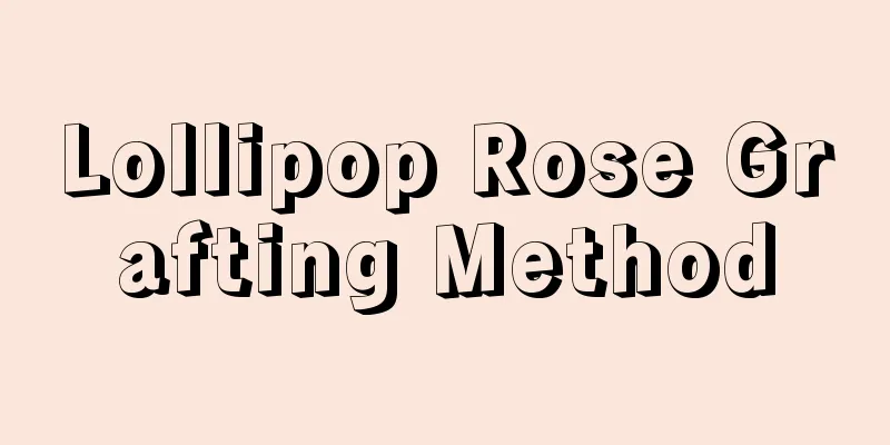 Lollipop Rose Grafting Method