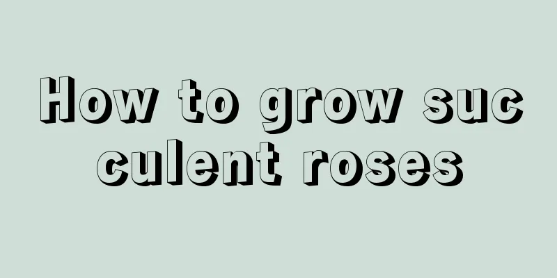 How to grow succulent roses