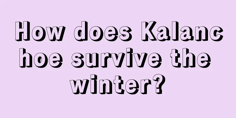 How does Kalanchoe survive the winter?