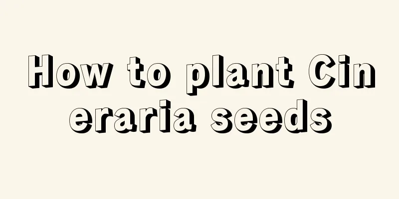 How to plant Cineraria seeds