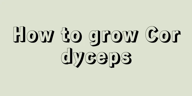 How to grow Cordyceps