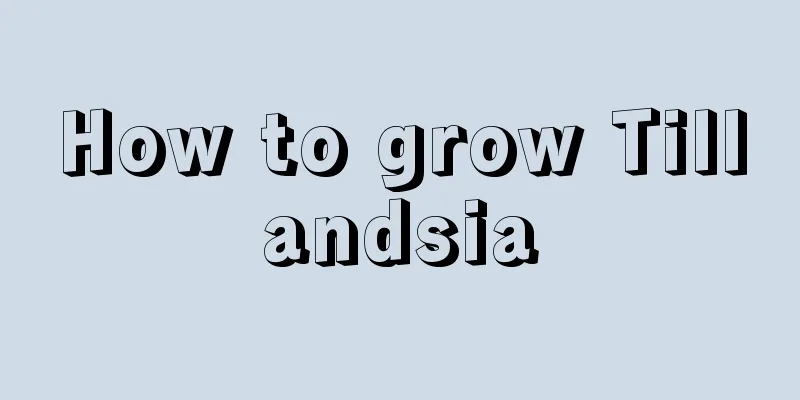 How to grow Tillandsia