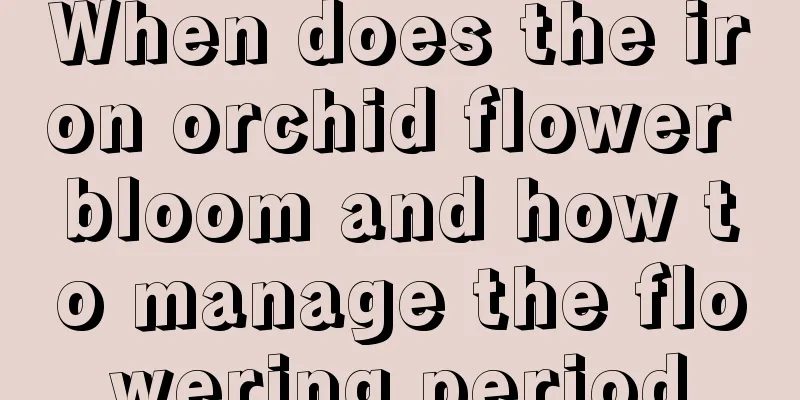 When does the iron orchid flower bloom and how to manage the flowering period