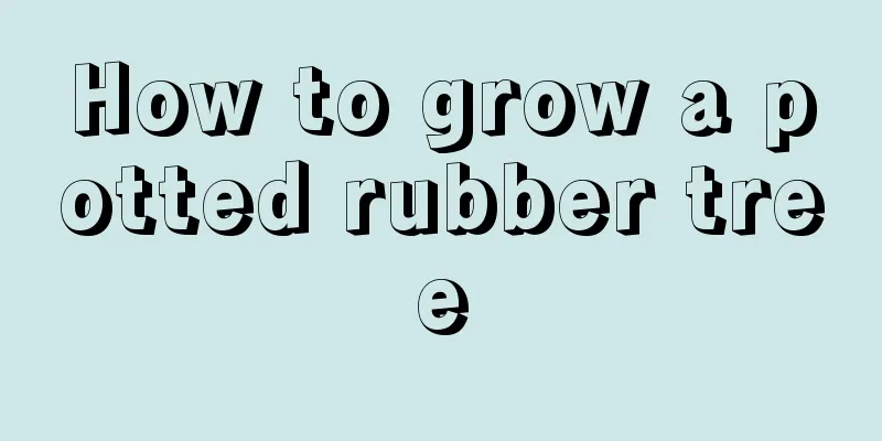 How to grow a potted rubber tree